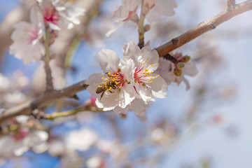 flowering almonds background