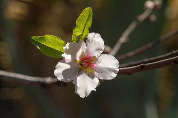 flowering almonds background