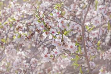 flowering almonds background
