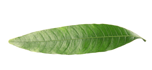 Obraz premium Fresh green mango leaf on white background