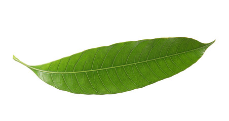 Fototapeta premium Fresh green mango leaf on white background
