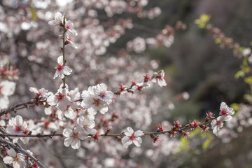 flowering almonds background
