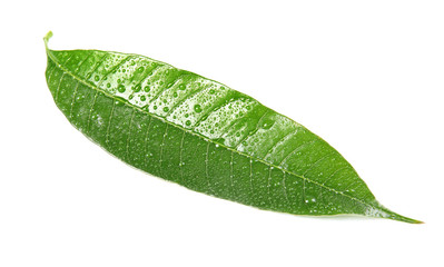Fototapeta na wymiar Green mango leaf with water drops on white background