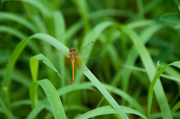 Brown dragonfly in green grass