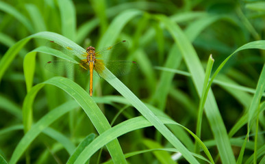 Brown dragonfly in green grass