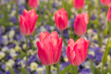 Tulip Garden, Tokyo Japan