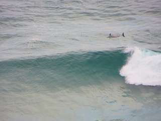 dolphins are surfing and jumping