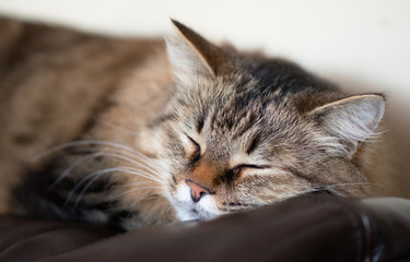 Lazy fluffy grey cat sleeping on a leather couch. Close Up.