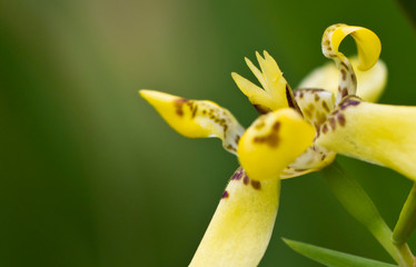 Yellow Orchid Green Background