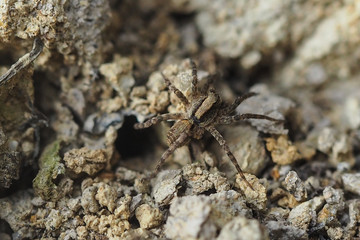 Wolfspinne (Lycosidae)