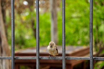 Darwin finch