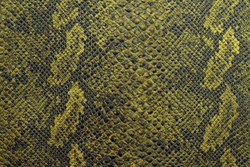 the texture of snake skin in color shade