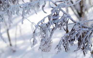 plant in frost on a frosty day