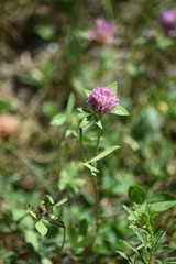 Petite fleur au champ