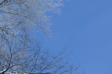 Fototapeta na wymiar branches of trees on blue sky background in winter