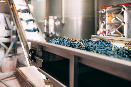 Modern winery machine with grapes