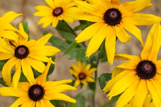 background beautiful beauty blooming blossom. floral.