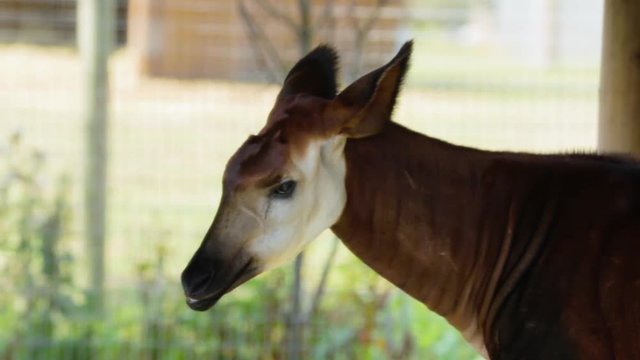 Close up of a captive Okapi's head, chewing food