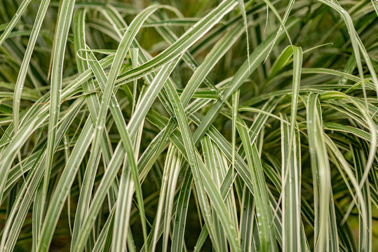 Miscanthus Grass