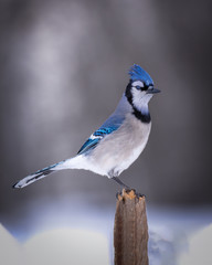 Blue Jay Bird Perched on Lumber (Cyanocitta cristata)