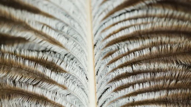 22176_The_white_and_brown_feathers_on_a_macro_shot.mov