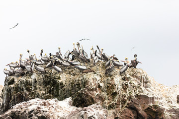 Ballestas Islands, Perù