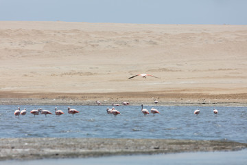 Flamingos  in Paracas, Peru.