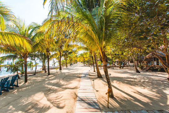 Beach walkway line with palm trees