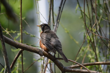 bird on a branch
