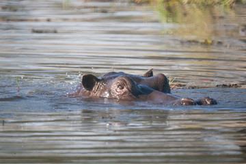 Fototapeta premium Hyppo at sunset