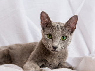 Russian Blue Cat © Arkadiusz Baczyk