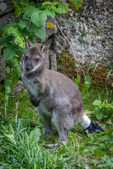 Kangaroo puppy in the field