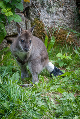 Kangaroo puppy in the field