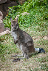 Kangaroo puppy with bandaged tail