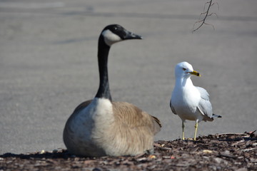 Canadian geese and seagull