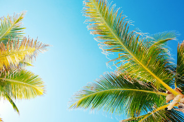 Fototapeta na wymiar Palm tree leaves looking up at sky for tropical vacation concept.