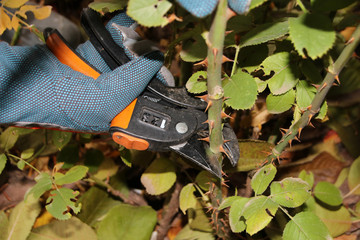 Gardener's hand pruning of a cultivar rose (Rosa sp.) with garden secateurs in the autumn rosary