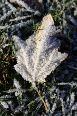 Autumn leaf on the lawn coated with hoafrost in November garden