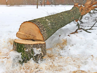 Tree stump sawed. Fallen tree trunks in bad weather and strong wind.