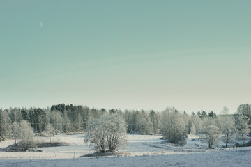 winter frozen landscape with frosty trees
