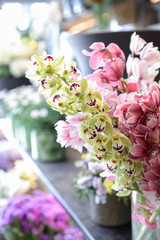 Cymbidium orchid flowering cut plant in pink and green colors.