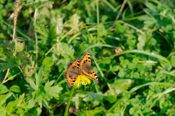 a butterfly flutters on a flower