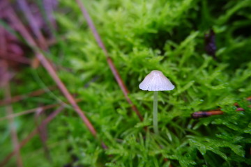 fairy mushroom