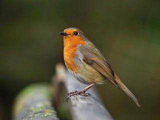 Robin