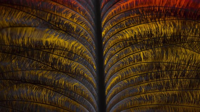 22178_The_yellow_and_black_color_of_the_feathers_on_a_macro_shot.mov