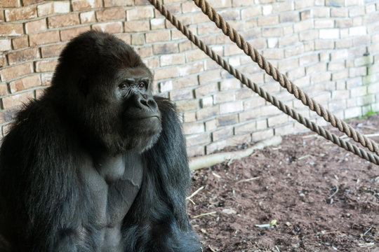 Tough gorilla