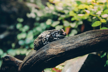 Lizard on rock