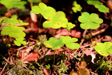 Oxalis acetosella close up