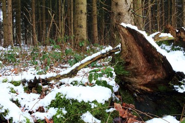 Deutscher Wald im Schnee