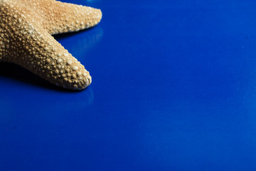 close up starfish on blue background, room for copy space